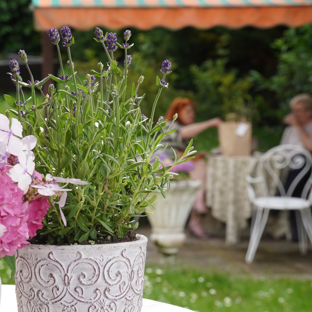 sommerfest mit lavendel